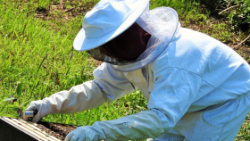 В Италии пчёл привлекли к охране природы